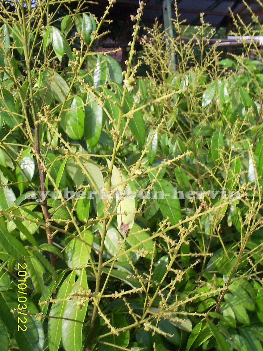 Ayo Berkebun Mencegah Rontok Bunga Kelengkeng Saat Hujan