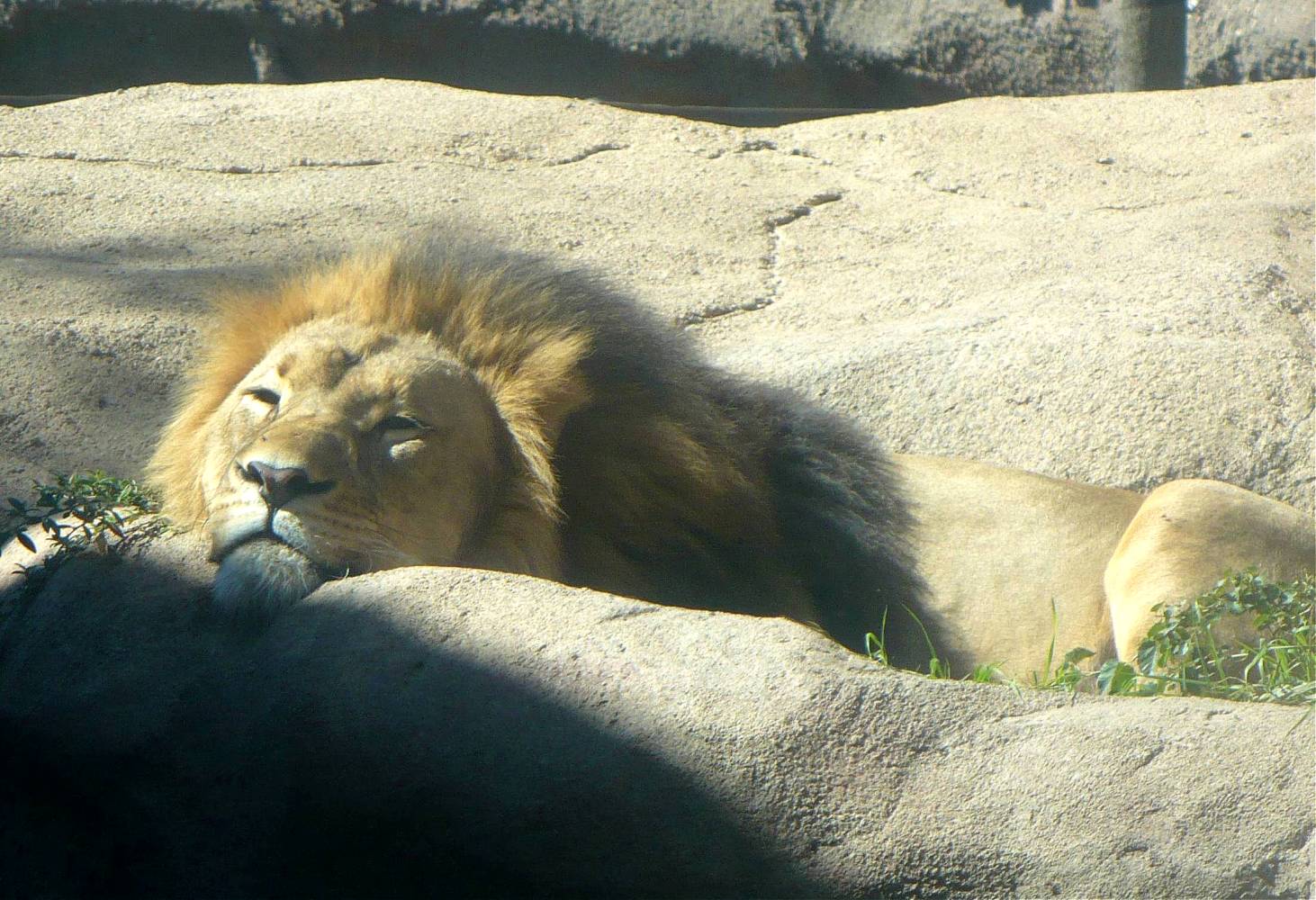 Male Lion - Peoria Zoo