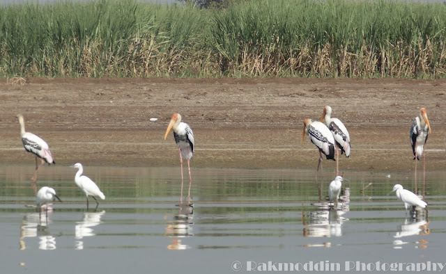 Migrated bird watching at Bhigwan kumbargaon - Simply amazing experience