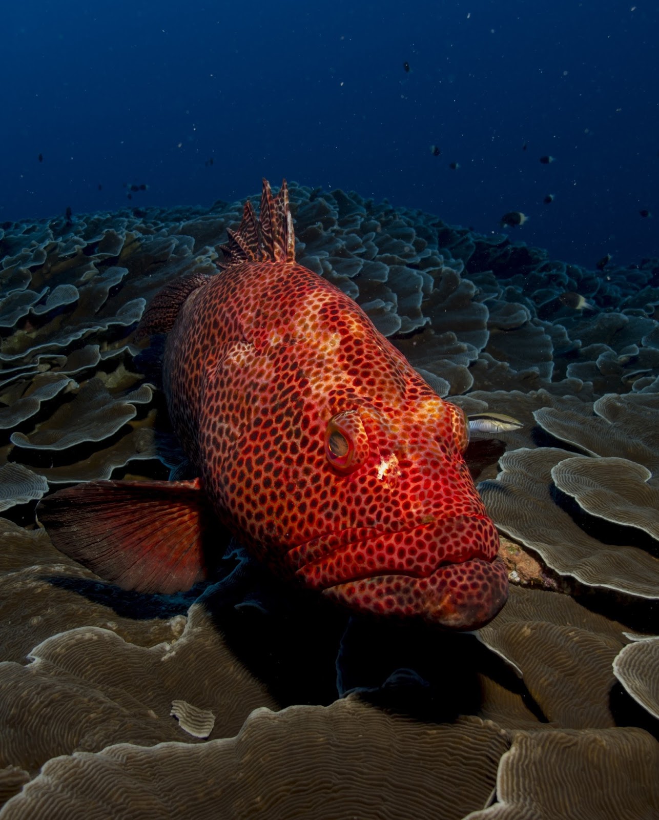 Red grouper uses red color to send signals like traffic lights Red grouper uses red color to send signals like traffic lights