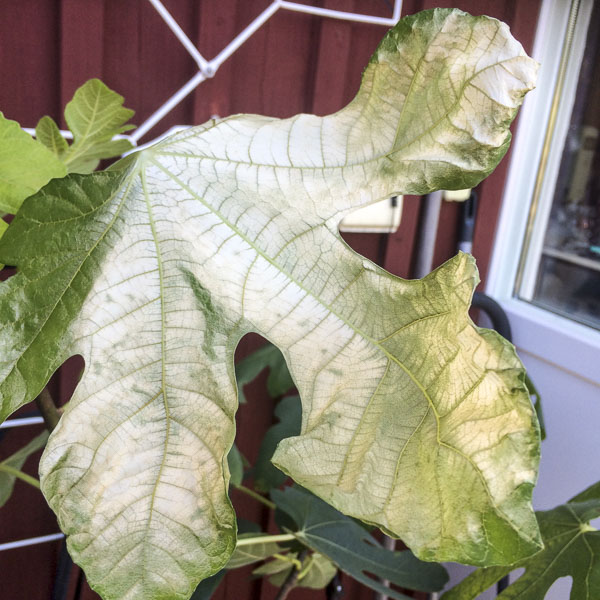 fikonlöv, figtree fikonlöv, figtreeleaf