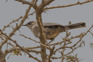 Yemen Warbler (Sylvia buryi)