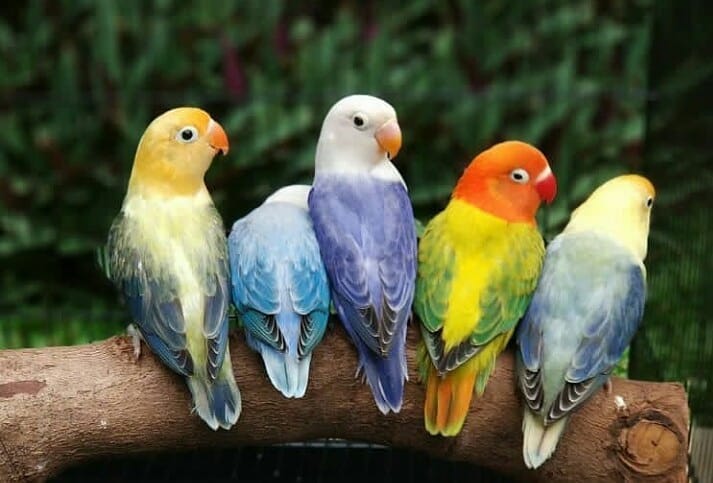Harga Burung Kicau Terbaru Lengkap Di Kota Bandung Pakan Burung Joss