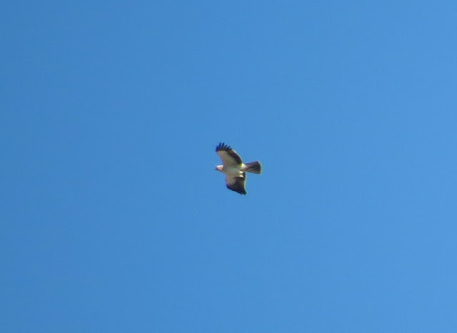 Booted Eagle - Boquer Valley, Mallorca Booted Eagle - Boquer Valley, Mallorca