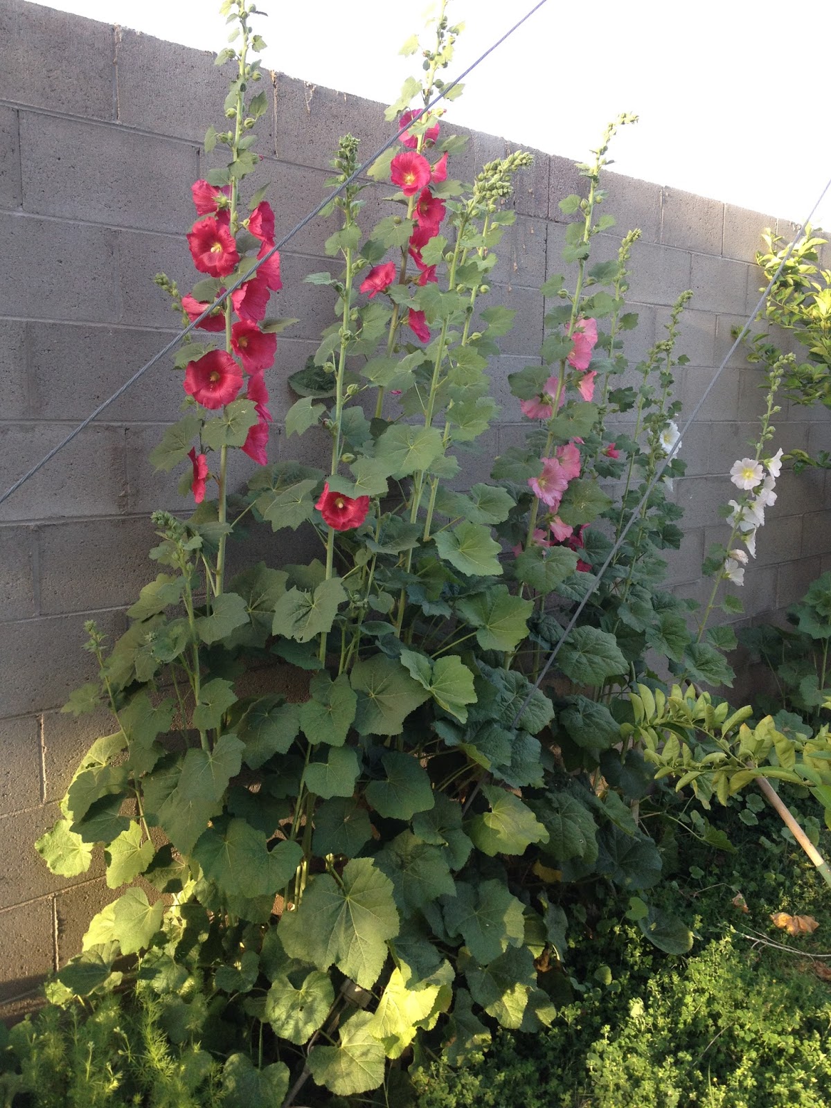 Blooming Hollyhocks