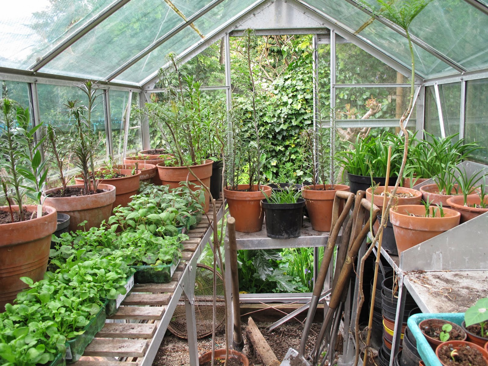 Joanne's Cottage Garden BLOSSOM, GARDEN, GREENHOUSE, HOUSE PLANTS AND PUP