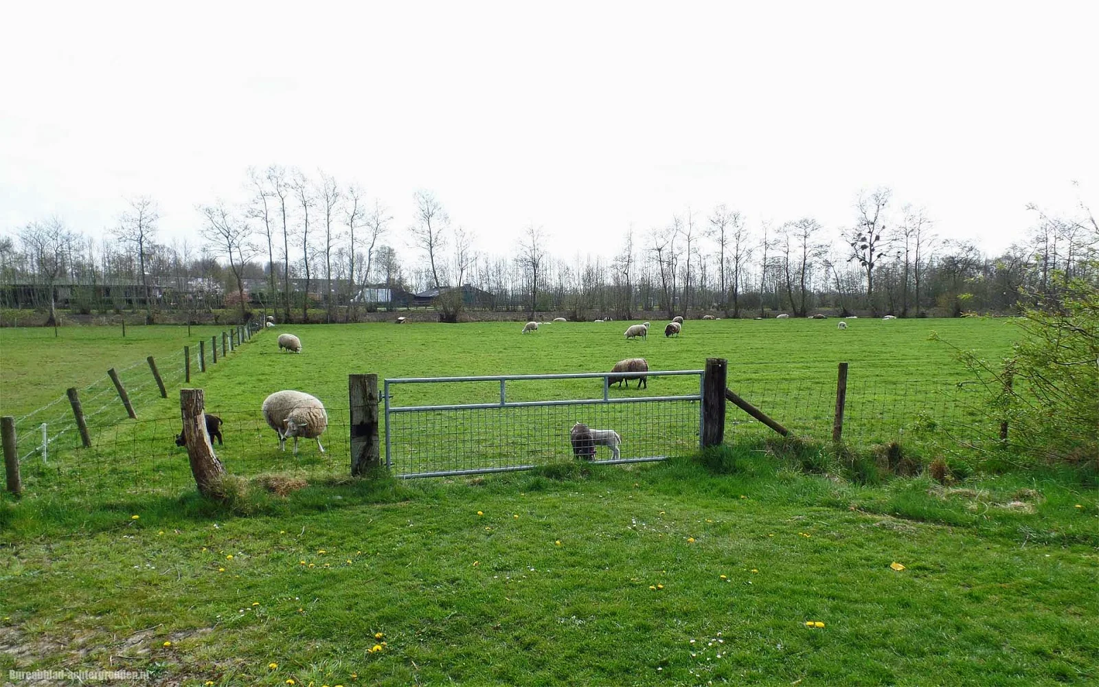 Een weiland vol met jonge schapen in de lente