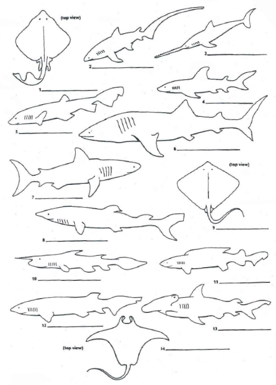 welcome-to-mrs-strong-s-biology-blog-come-on-in-learning-is-fun-shark-dichotomous-key-pgs