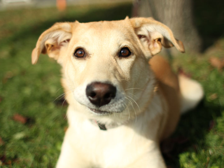 Beans Labrador Retriever mix