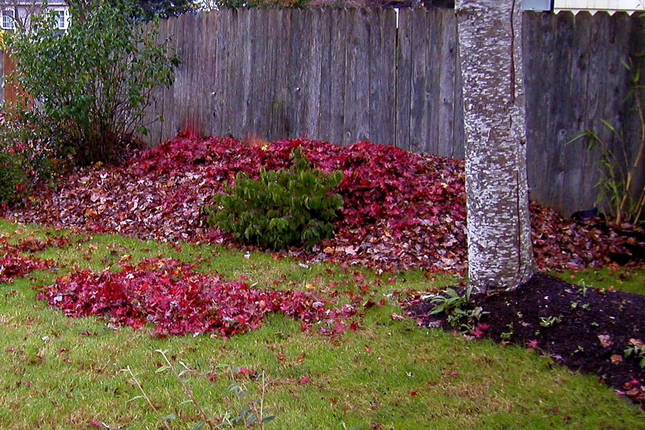 Northwest Garden Guide: Slippery When Wet...