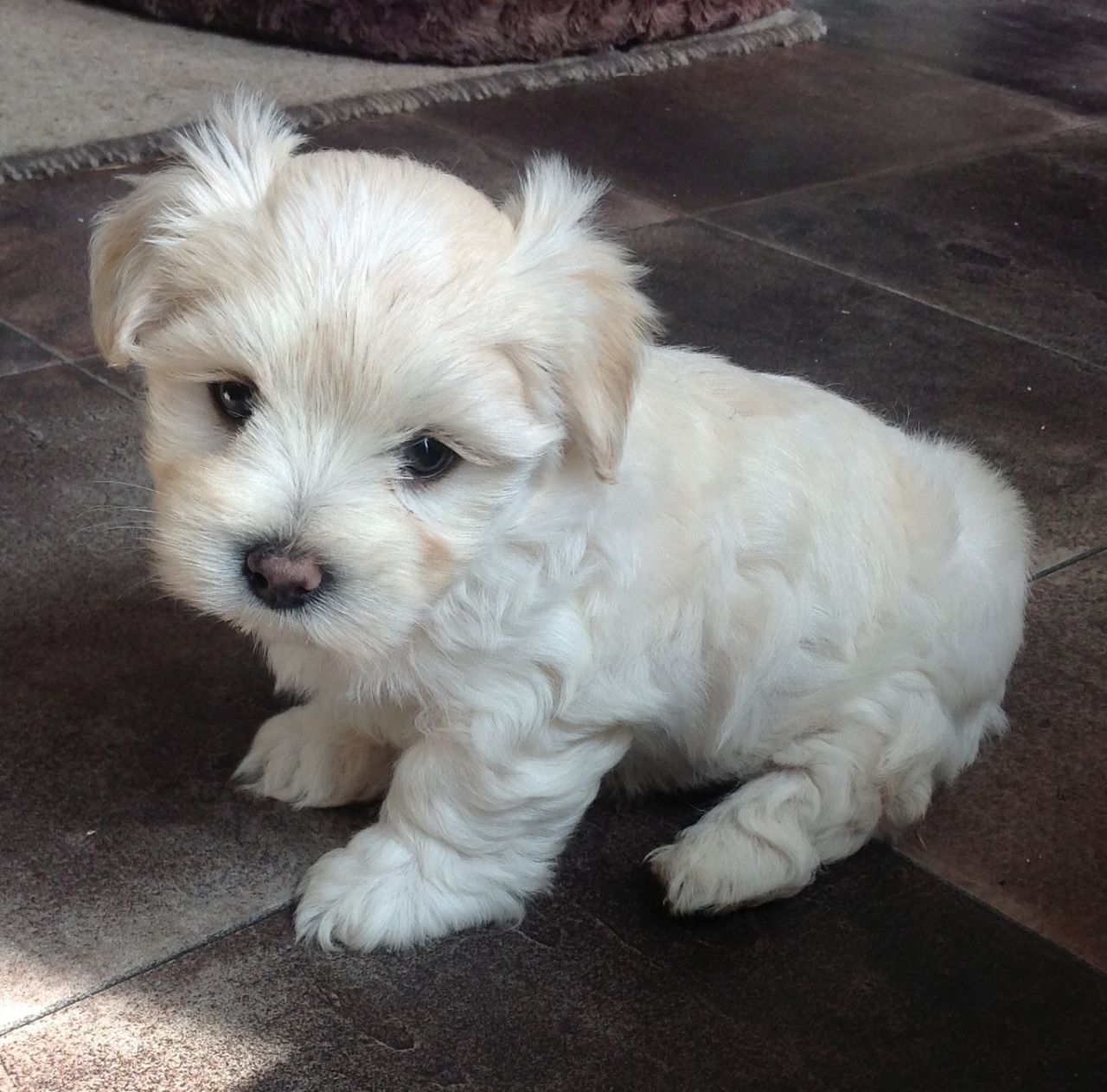 I LOVE DOGS Fluffy Dogs That Don't Shed Hypoallergenic Dog Breeds