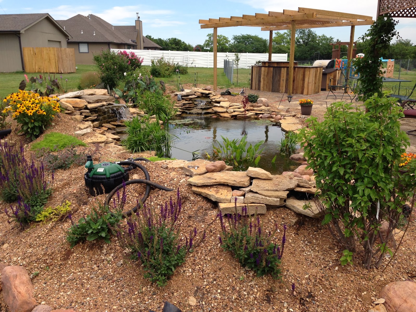 Backyard Pond