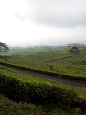 Pagar Alam Gunung Dempo Palembang