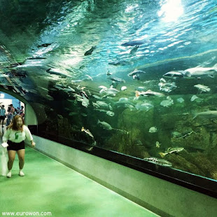 Túnel bajo gran acuario coreano