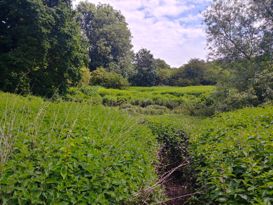 Photograph of the path through the swallow holes at Water End, Hertfordshire