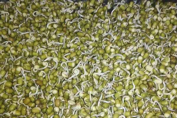nutrition-health-benefits-of-ankurit-mung-green-gram-sprouts-news