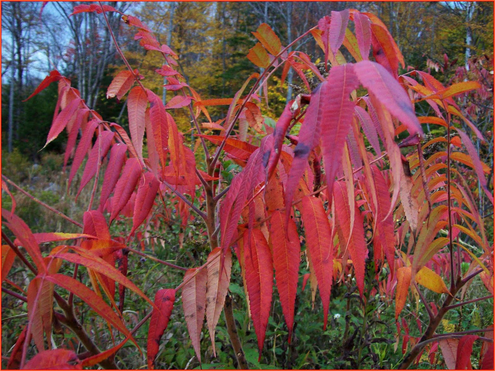 The Vermont Gardener Tiger Eye Cutleaf Staghorn Sumac