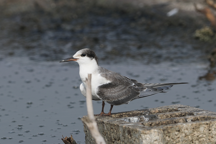 White-cheeked Tern - juvenile