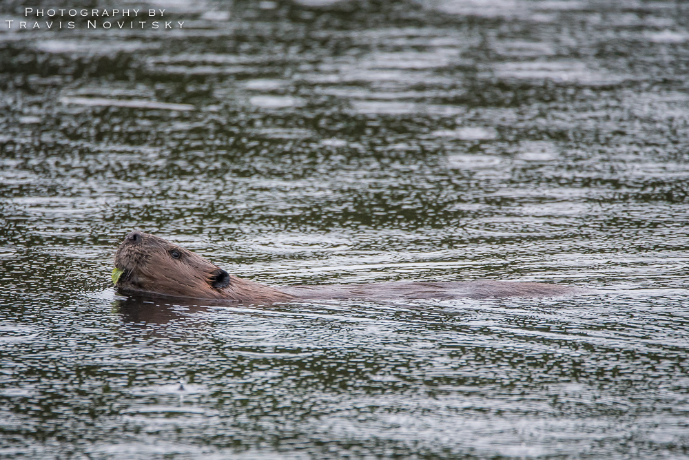 Photography by Travis Novitsky Photo Journal Why did the beaver