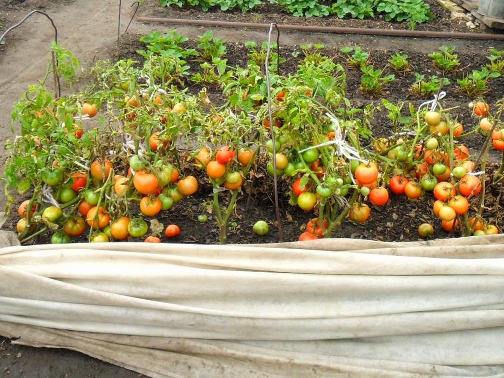 помидоры без рассады