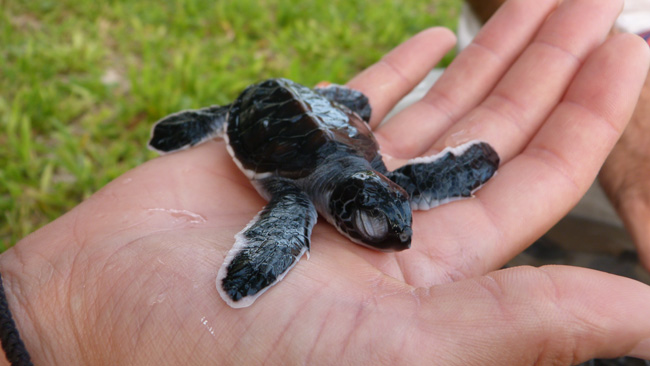Baby sea turtles in Fiji