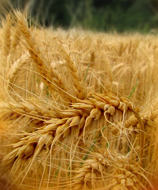 Plant Life Highyield Crops