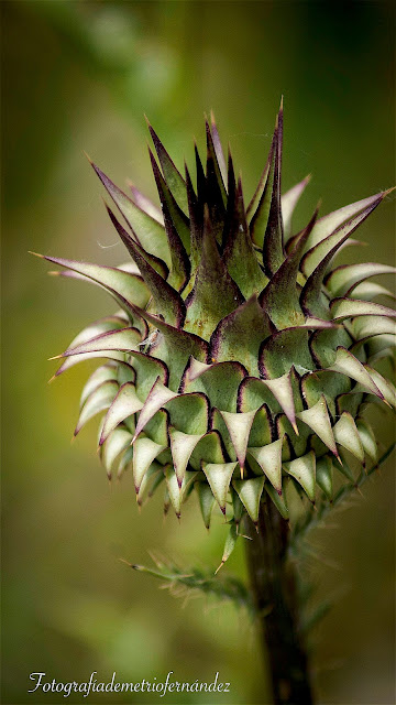 Alcachofa silvestre - Cynara cardúnculus - fotografía Demetrio Fernández Vaquero.