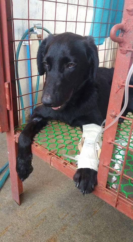 I Love My Dog Signs & Symptoms of Parvovirus in Dogs