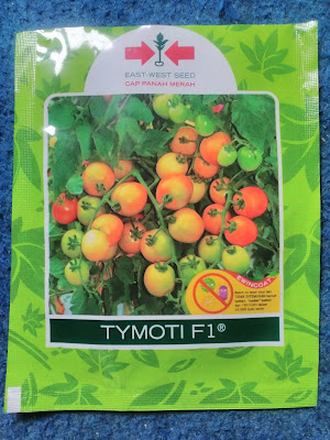 benih tomat tymoti f1