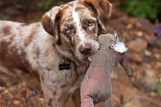 Hond sloopt hondenspeelgoed