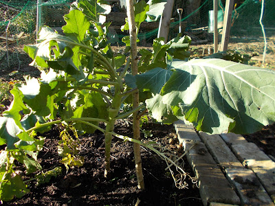 Staked broccoli plant 80 Minute Allotment Green Fingered Blog