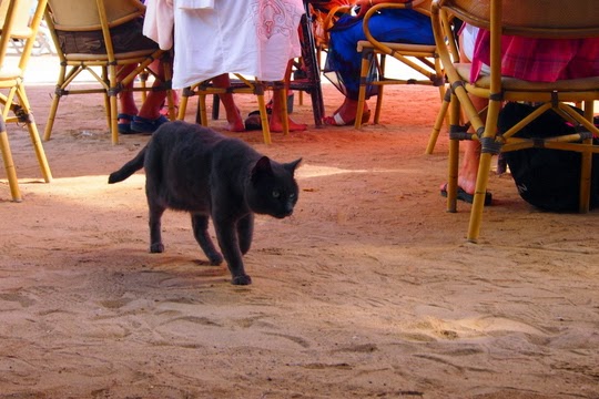 Cat from a beach bar in Santa Eularia