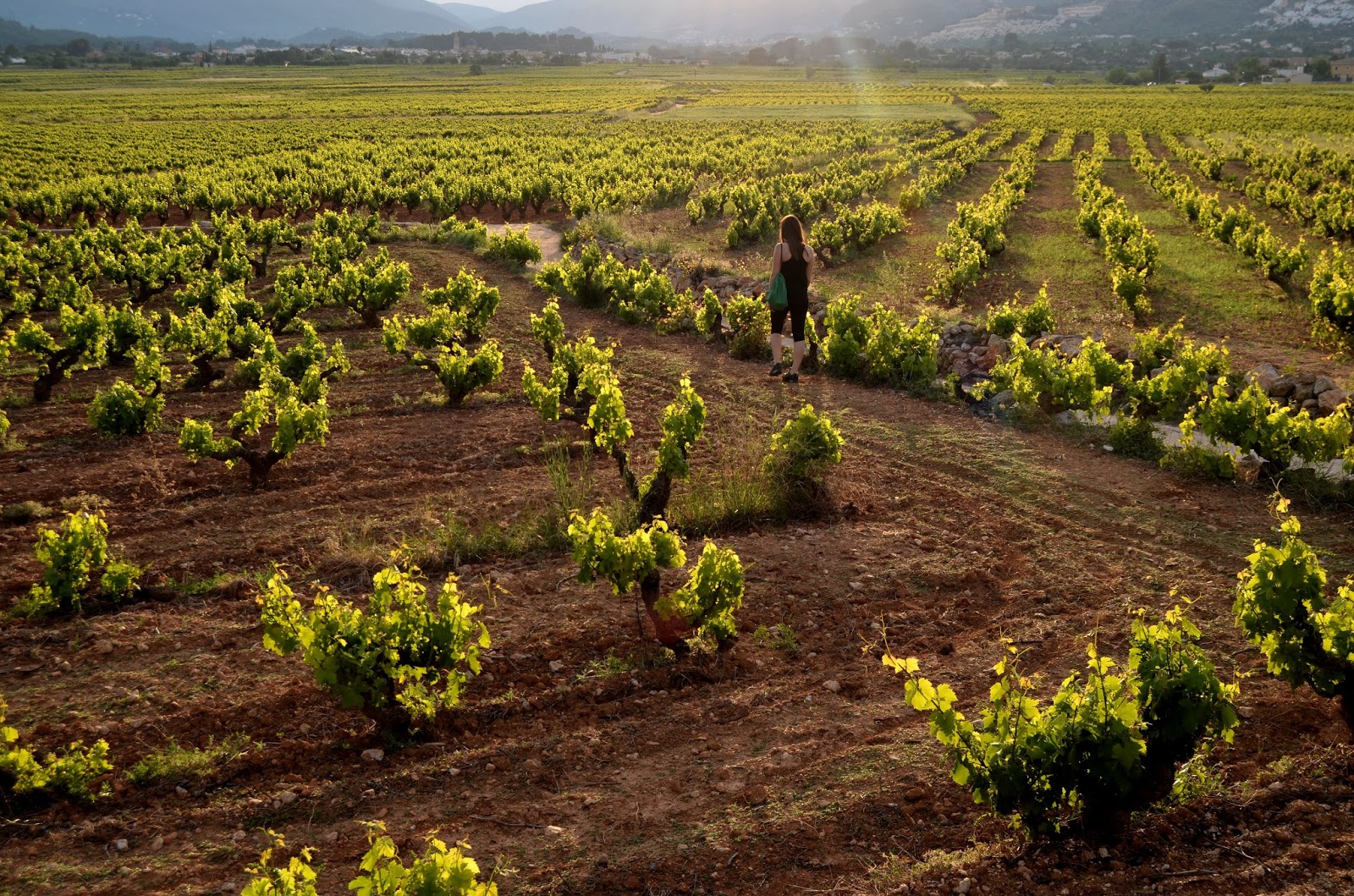 Rocaferit: PLA DE LES VINYES