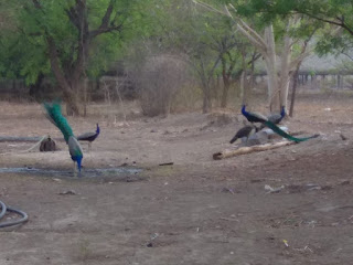 Peacock moving at the garden Sanganer Dadabadi Jaipur Peacock moving at the garden Sanganer Dadabadi Jaipur