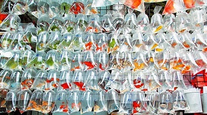 Daftar Alamat Pasar Ikan Hias Di Jakarta Ikan Hias Cantik Cantik