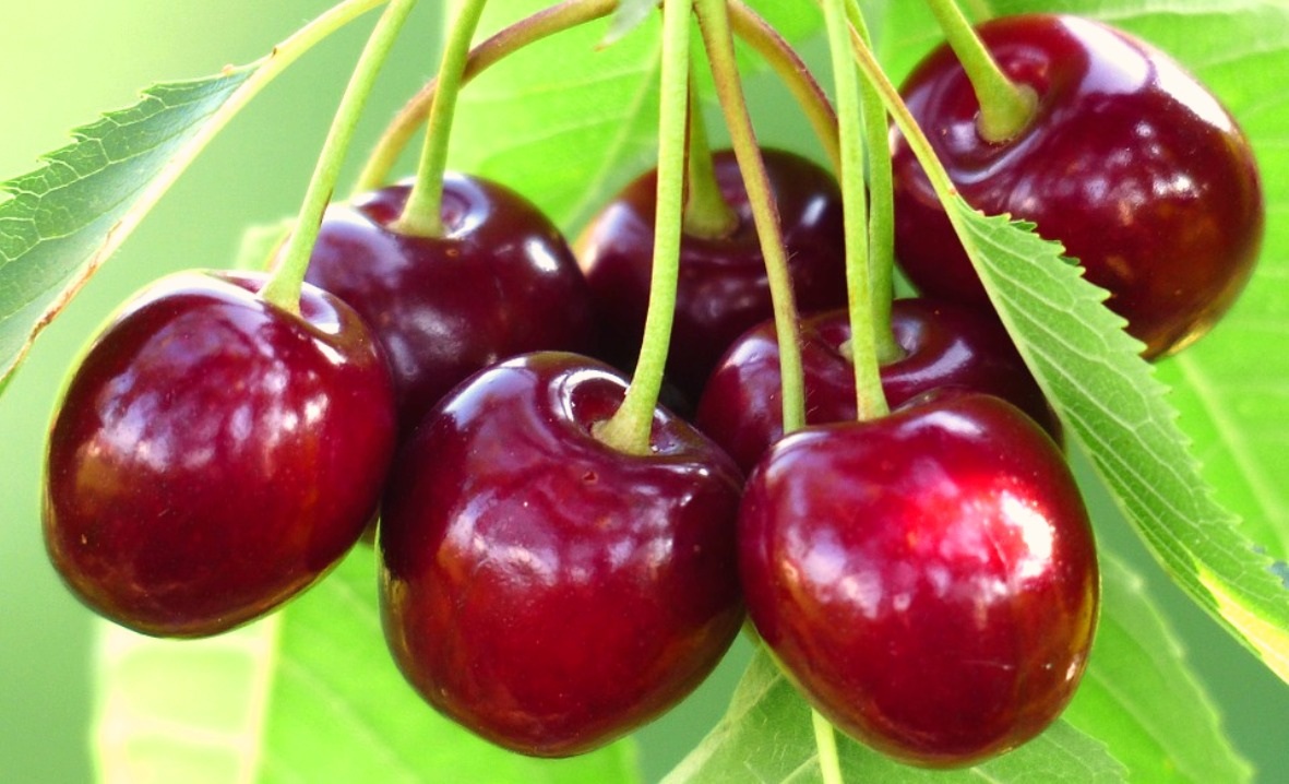 Buah Ceri Makanan Penurun Asam Urat Alami! Buah Ceri Makanan Penurun Asam Urat Alami!