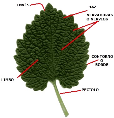 Hoja y sus partes Hoja real señalando sus partes