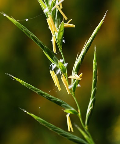 Bromo (Bromus inermis)flor amarilla