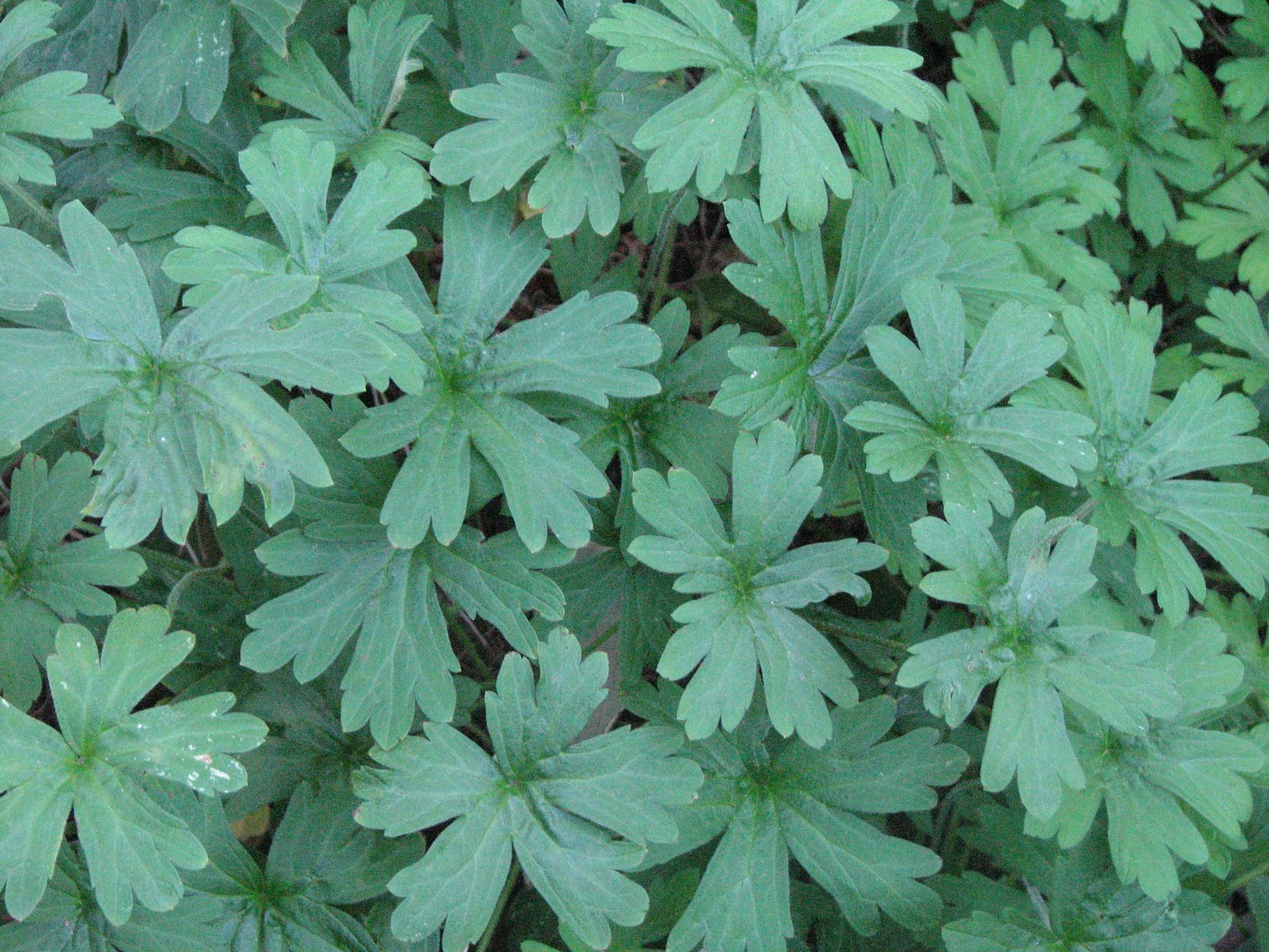 Native Plant Photography