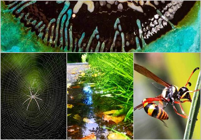 37 Gambar Wallpaper Bunga Dan Kumbang Untuk Iphone 7 Koleksi Wah Ok 37 Gambar Wallpaper Bunga Dan Kumbang Untuk Iphone 7 Koleksi Wah Ok