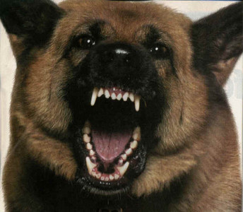 dog-bites-new-jersey.jpg
