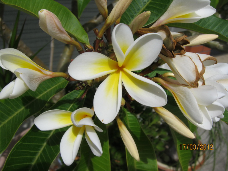 my walk with food and beautiful plants and flowers Frangipani