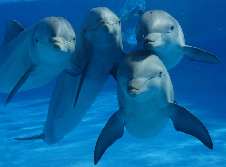 Naturality La mafia de los delfines