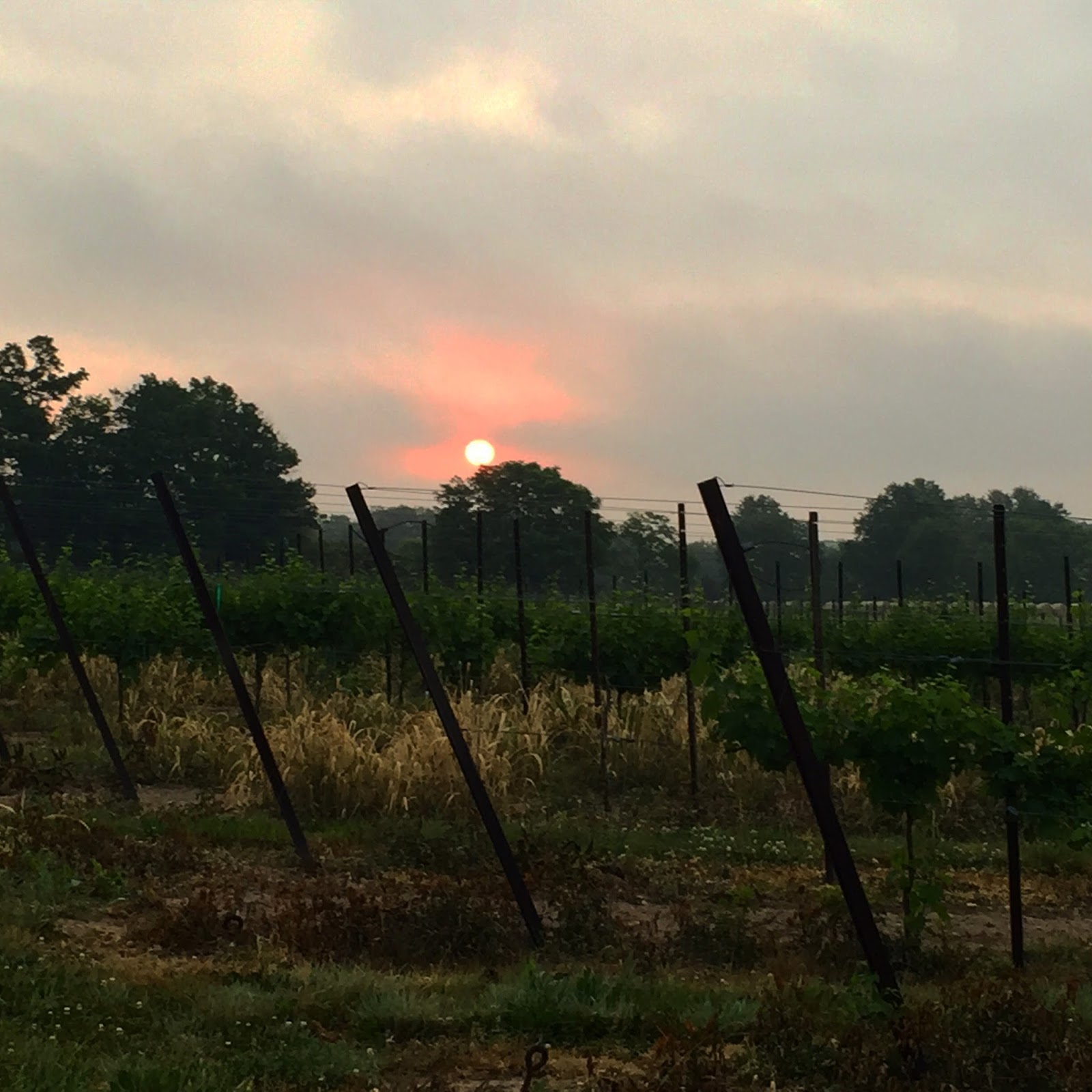 Wolfie (Kurt) Runs Destination Virginia Half (Virginia Wine Country Half)