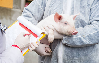 pork, swine, vaccine, piglet
