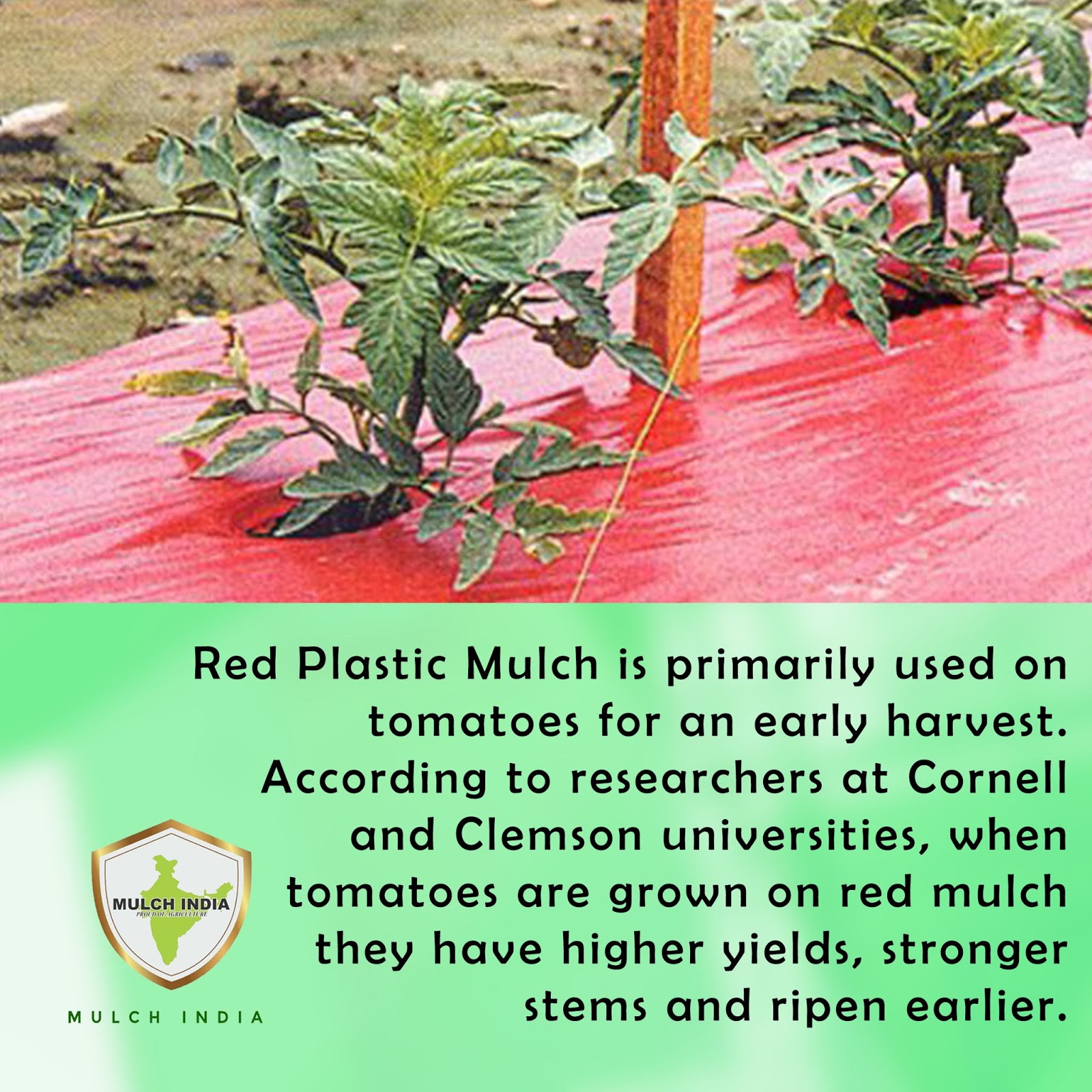 MulchIndia Red Plastic Mulch Plastic Mulch