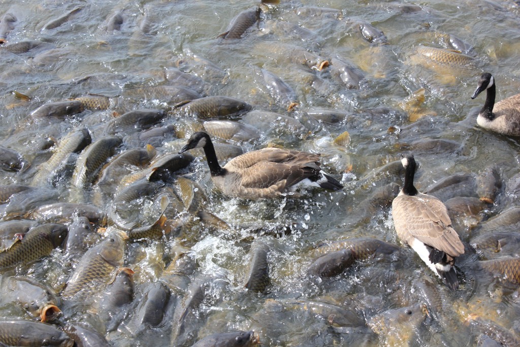 goldenshoe RV trip "Where the Ducks Walk on Fish"