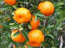 budidaya jeruk, cara menanam jeruk, cara budidya jeruk