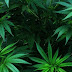 MACONHA ENTRA NA LISTA DE PLANTAS MEDICINAIS