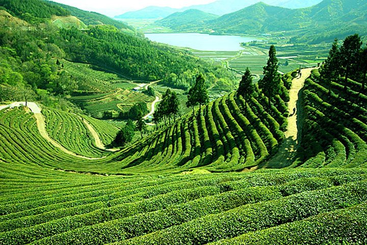 sylhet-tea-garden